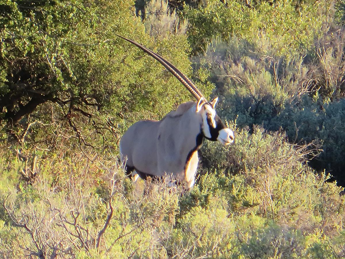 Rooiberg Safaris Villa Vyversrus Bagian luar foto