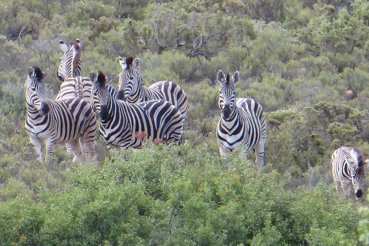 Rooiberg Safaris Villa Vyversrus Bagian luar foto