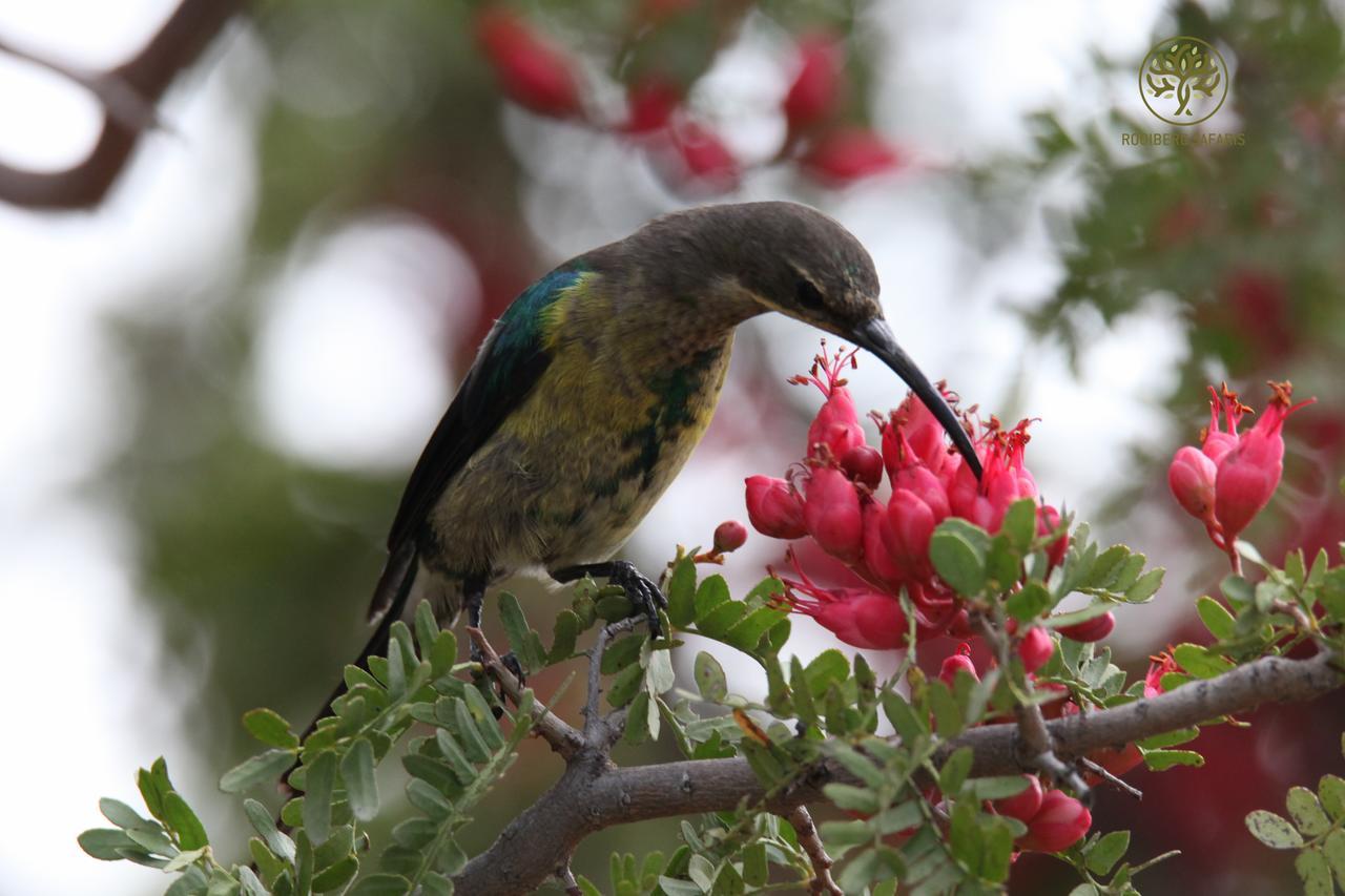 Rooiberg Safaris Villa Vyversrus Bagian luar foto